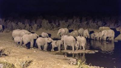 En 1980, había cerca de 1.2 millones de elefantes en África. Sin embargo, en 2012 la población había decrecido hasta solo 420,000.