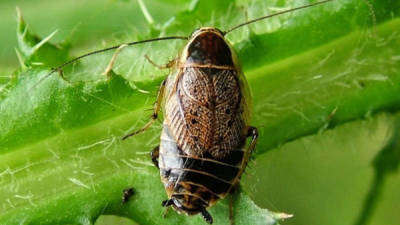 La cucaracha adulta alcanza una longitud de entre seis y 12 milímetros y la mayor parte de su cuerpo es marrón amarillento.