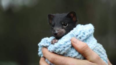 Se cree que en Australia, los demonios de Tasmania fueron exterminados por manadas de dingos, perros salvajes, hace unos 3.000 años. Foto: Aussie Ark