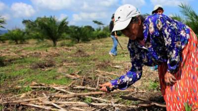 Banrural Honduras se basaría en políticas públicas de apoyo para los productores.