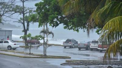Las lluvias con actividad eléctrica que azotaron la madrugada de hoy en La Ceiba dejaron árboles caídos.