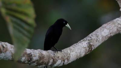 El equipo de investigación recolectó sus cifras reuniendo los datos de casi 1,000 millones de avistamientos de aves registradas en una base de datos.