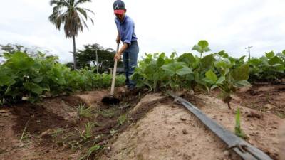 El Sistema de las Naciones Unidas informó hoy que otorgará unos 48 millones de lempiras (2.16 millones de dólares) para auxiliar a 23,717 personas afectadas por la sequía en 21 municipios de Honduras.