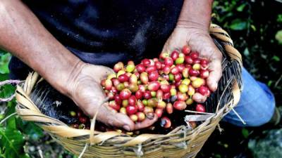 La exigencia del cumplimiento de medidas de bioseguridad por el covid ha ahuyentado a los cortadores de café este año.