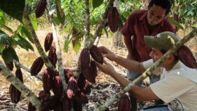 Honduras puede tener más demanda de cacao.