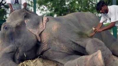 El elefante Raju fue maltratado por sus dueños y encadenado durante 50 años.