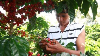 Cafetaleros trabajan en plantaciones en occidente.