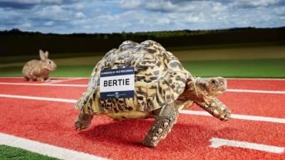 Esta tortuga es la más veloz del mundo.