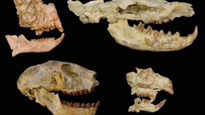 Los resultados muestran que los cinco grupos de mamíferos estudiados sufrieron “enormes” pérdidas en torno al límite Eoceno-Oligoceno.