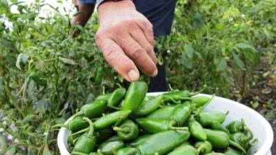 Empresarios hondureños solicitan a México reconocer los certificados de origen. Un agricultor recolecta chiles.