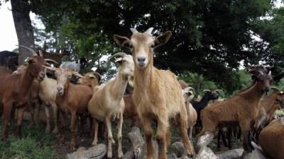 Las cabras preferían interactuar con las sonrisas, según lo revelado por los estudios.