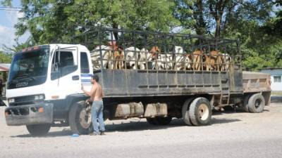 El ganado fue trasladado a San Pedro Sula en camiones que tenían la bandera de Honduras.