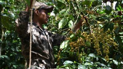 A worker harvests coffee beans in El Paraiso department, 100 km east of Tegucigalpa, Honduras, on the border with Nicaragua, where coffee crops are grown, on February 10, 2019. - Honduran coffee producers are going bankrupt since most workers have emigrated in caravans towards the United States after their incomes were reduced due to low international coffee bean prices. (Photo by ORLANDO SIERRA / AFP)