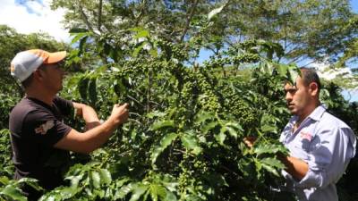 Un cortador de café en una finca de Copán.