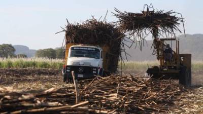 Un tractor ayuda a recolectar las cañas que fueron cortadas en la zafra.