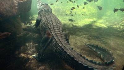 Las autoridades temen que los inmigrantes sean atacados por los cocodrilos en las zonas pantanosas de Queensland.