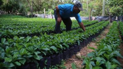 Cultivo. El acceso a nuevas fuentes de financiamiento entusiasma a los pequeños y medianos productores de café que cifran en este aromático todas sus esperanzas.