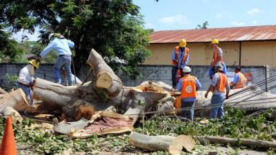 En San Pedro Sula y también en Tegucigalpa, la capital hondureña, los vientos han volado techos y derribado árboles, tendido eléctrico y rótulos publicitarios, según datos oficiales.