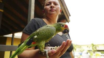 Según el dato final del ICF, con el cobro por el registro de aves se logró recaudar un total de 3,170,000 lempiras.