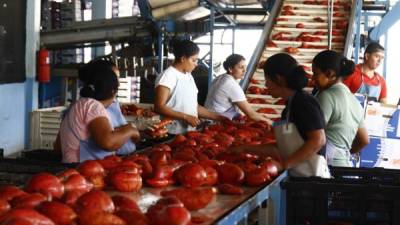 Planta empacadora de camote ubicada en Comayagua. Foto: Franklin Muñoz