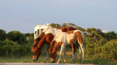 Los caballos salvajes están divididos en dos grupos sobre la isla de Assateague, que tiene 60 kilómetros de longitud y apenas un kilómetro de ancho.