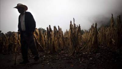 Varios países centroamericanos han perdido una gran parte de su cosecha de cereales por una prolongada sequía asociada al fenómeno de El Niño, lo que ha llevado a numerosos agricultores a necesitar ayuda, advirtió hoy la FAO.