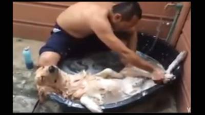 En el video se puede observar al perrito disfrutar del baño al punto de quedarse dormido.