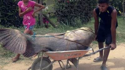 Un pescador con el enorme ejemplar de un Mero Guasa.