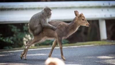 Científicos afirman que este anormal comportamiento podría explicarse por la falta de parejas en el grupo del macaco. AFP.