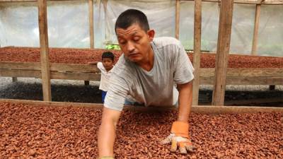 Uno de los principales logros es la conversión de las fincas productoras de cacao en sistemas agroforestales