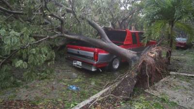 Un árbol cayó sobre este carro pickup. Los vientos sacaron desde raíz el árbol.