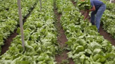 Centenares de hondureños trabajan temporalmente en EEUU en labores del campo.