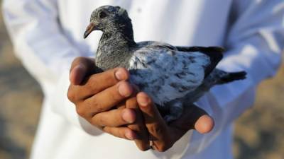 En las plumas de una de las alas del ave se descubrió una dirección pakistaní.