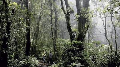 Casi el 50% del territorio hondureño es bosque hondureño.