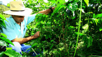 En Honduras, se contabilizan un poco más de 100 mil hectáreas cultivadas de café que están afectadas severamente por la roya.