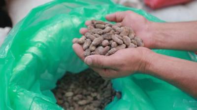 Un trabajador de una fábrica en Copán muestra los granos de cacao. El producto hondureño se distingue por su alta calidad y sabor. Foto M. Cubas