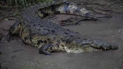 Empleados de la cocodrilera de la familia Rosenthal confirmaron que al menos 200 animales han muerto de hambre.