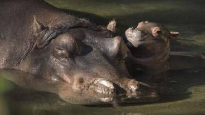 Fotografía del 13 de enero de 2018 cedida por Disney, donde aparece un hipopótamo del Nilo que nació este martes en el parque de atracciones de Disney Animal Kingdom en Lake Buena Vista, Florida (EE.UU.). EFE/David Roark/Disney