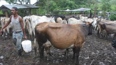 Un productor de ganado bovino y lechero de Danlí, El Paraíso.