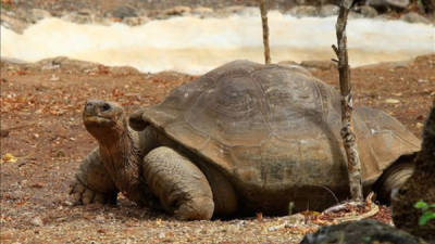 Fotografía del 4 de junio de 2013 de la tortuga 'Pepe el Misonero' en Puerto Baquerizo (Ecuador). EFE