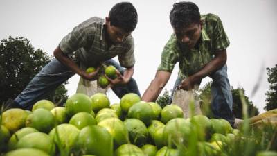 La agricultura es una de las actividades que impulsa la economía hondureña.
