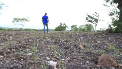 El año pasado, en Jesús de Otoro, Intibucá los cultivos no crecieron debido a la extensa sequía.