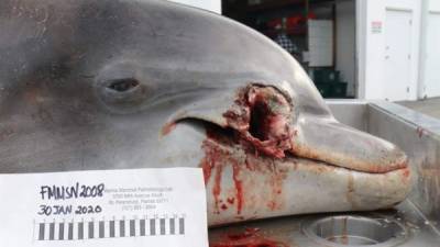 Las autoridades estadounidenses buscan a los responsables de las muertes de dos delfines, uno de ellos a causa de un balazo, y ofrecieron una recompensa de hasta 20,000 dólares, informó este martes la Administración Nacional de la Atmósfera y los Océanos (NOAA).