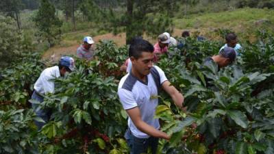 La recolección de la cosecha de café requiere la participación de hasta un millón de personas.
