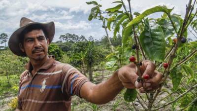 Geovanny Cruz, productor de Lepaera, muestra los estragos causados por la sequía en su finca. Foto: Wendell Escoto