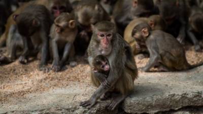 En el segundo estudio, los investigadores administraron vacunas experimentales a 35 macacos adultos. Foto: AFP/Referencia