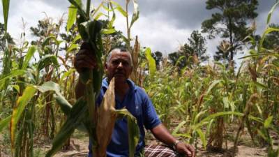 Los 55 millones para desarrollo rural se destinarán a tecnologías, asistencia técnica productiva y financiar a poblaciones vulnerables a los cambios climáticos en el corredor seco del sur de Honduras.