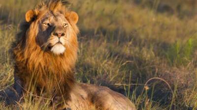 Los leones no necesitan tener contacto visual para reconocer a otro miembro de la manada, solo tienen que escuchar su rugido.