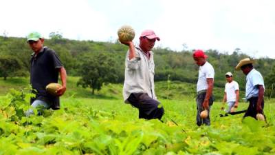 Los productores de calabaza, chiles de colores, pepinos y camote participan en el evento.