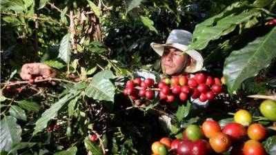 Un productor recolecta granos de café en su finca.